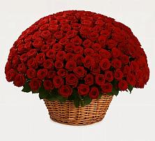 Премиум букет из: Розы в Кировске Мурманской области